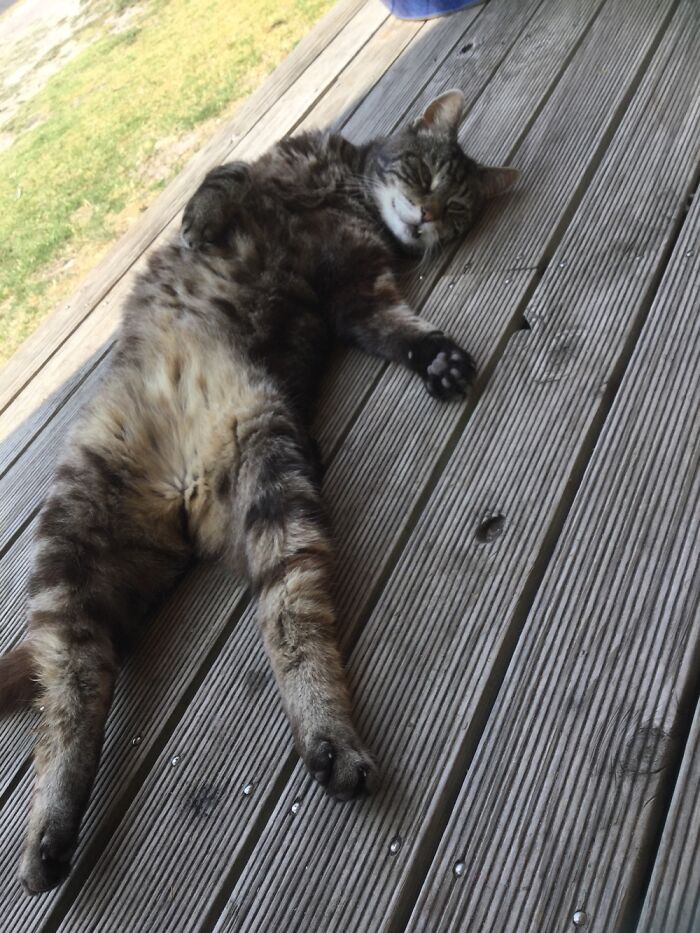 Turner (Rip) In His Favourite Spot To Bask