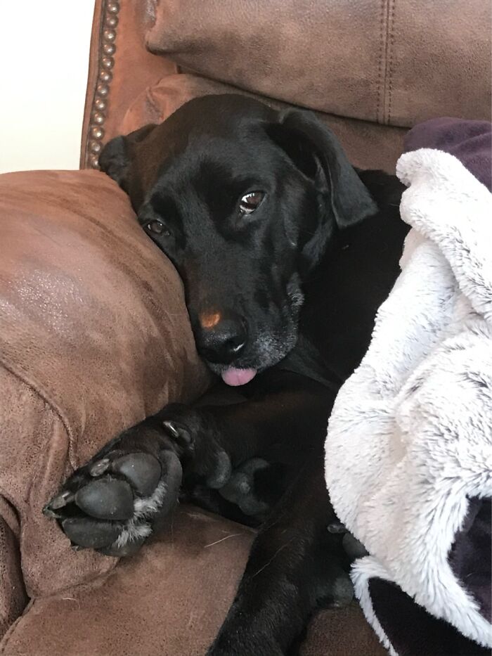 Derpy Dog