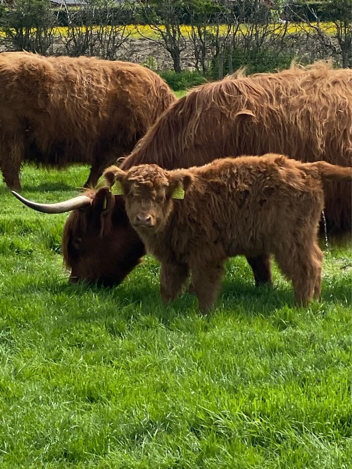 Not Sure This Is The Typical Pet You Were Expecting : )