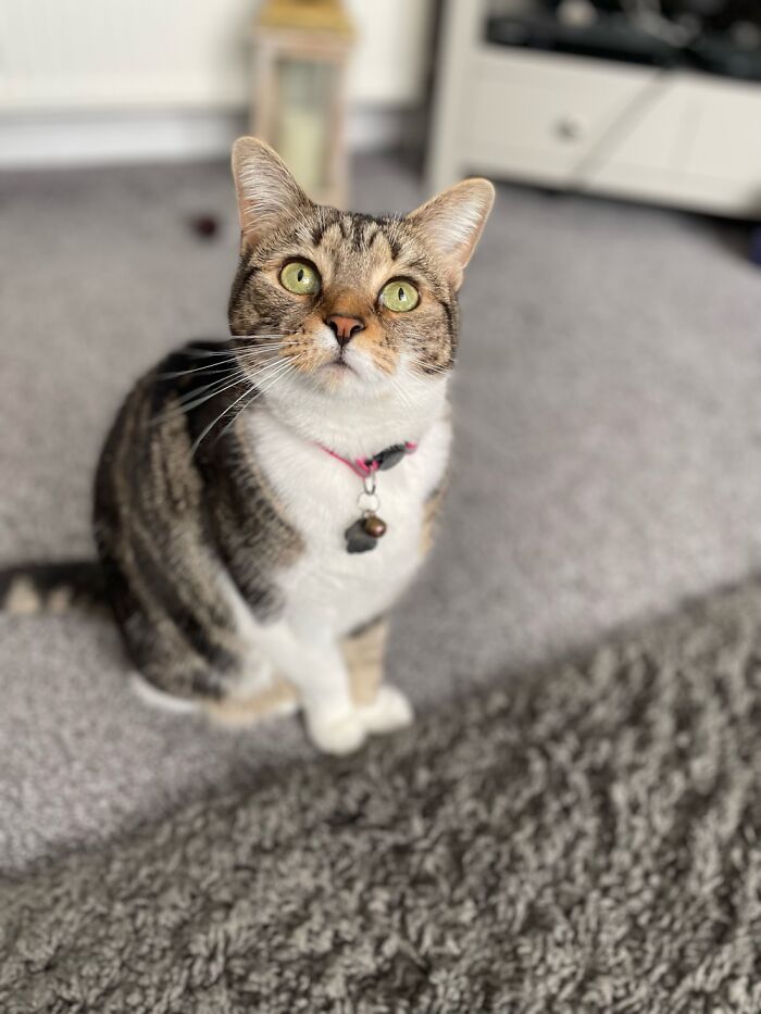 My Lola, A Rescue Who Is Now Queen Of The House