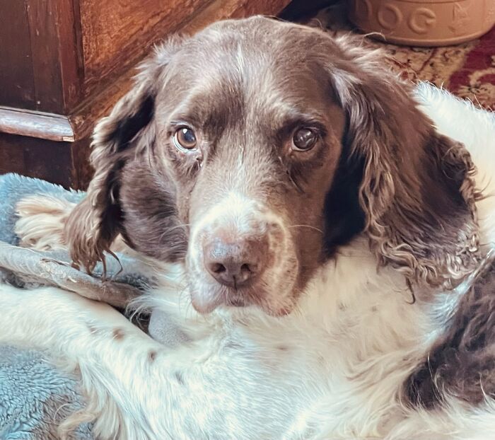 My Beautiful Boy Gunner Who Passed Away Earlier This Year. Miss You Lots Gunny Bunny