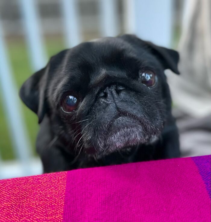 This Is Thelma She’s A Drama Queen And I Would Love A Pic Of Her