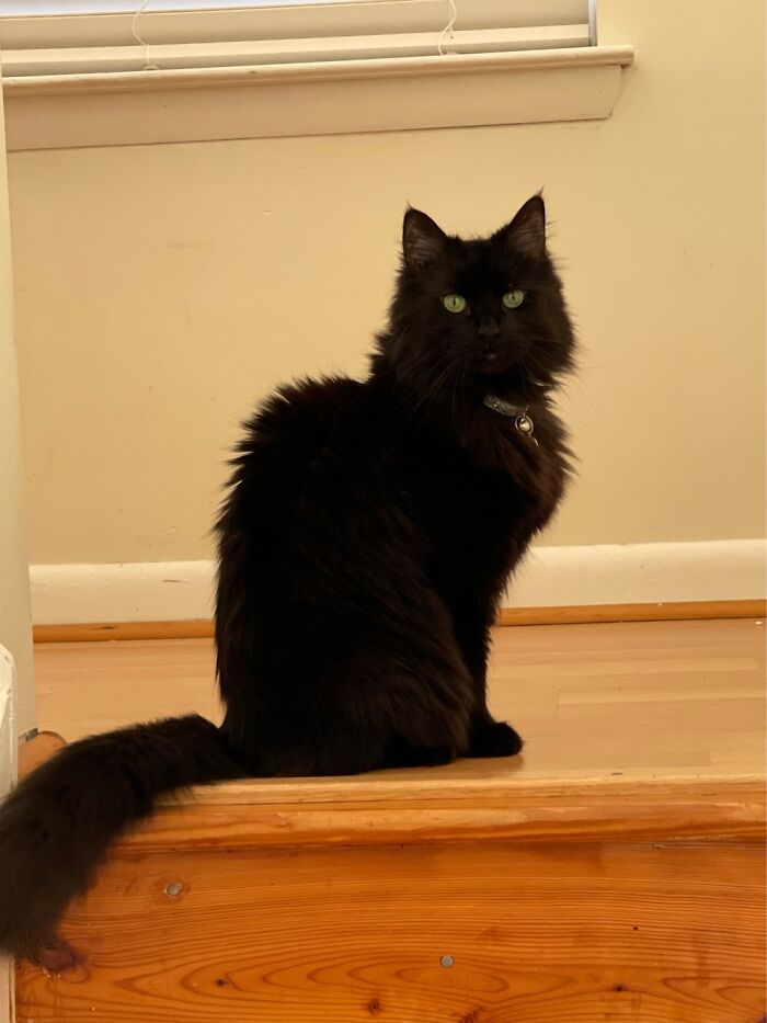 Her Imperial Majesty, Queen Squeaky The First