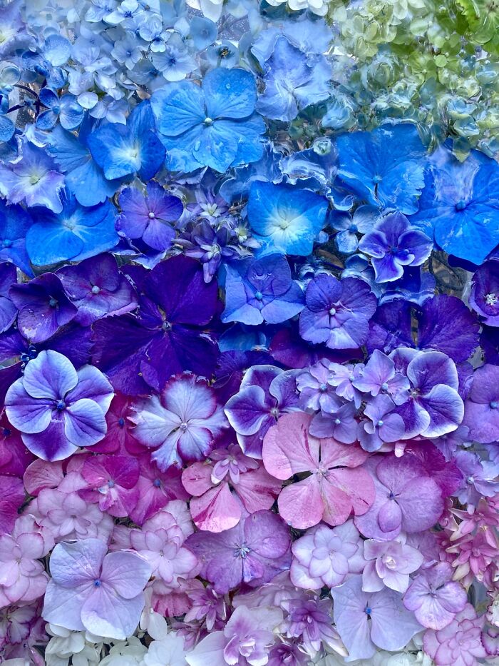 Hydrangea Gradient