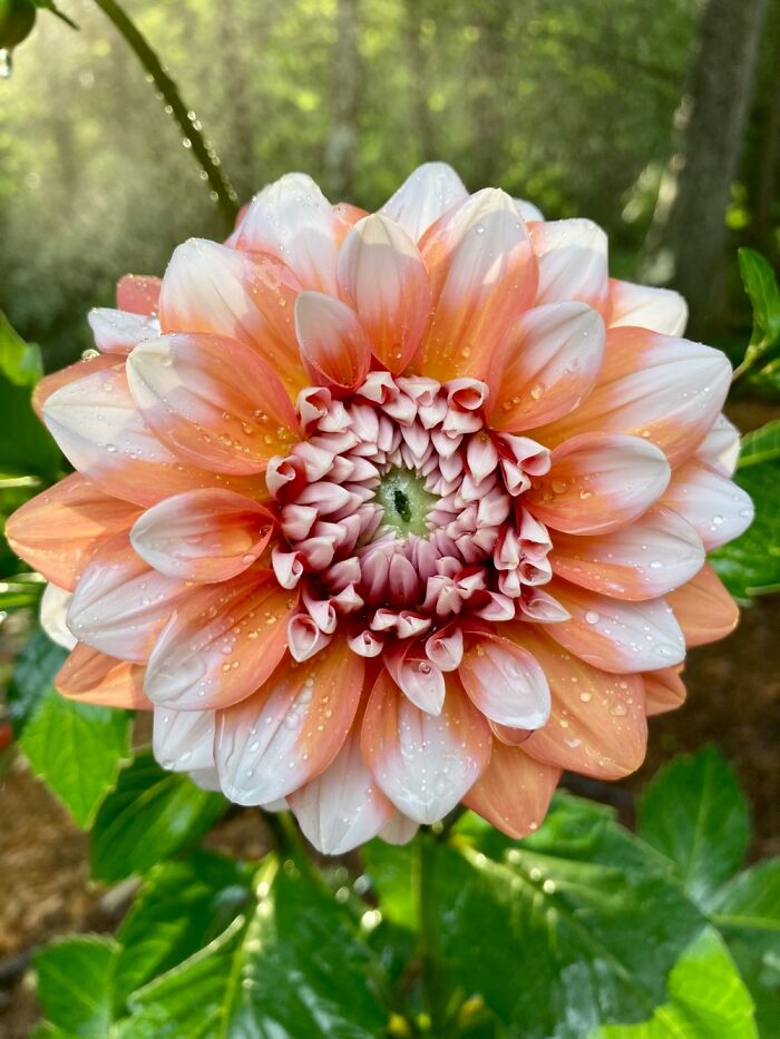 Dahlia With Dewdrops