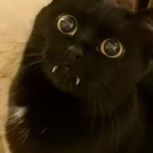 ariannaarimendez avatar