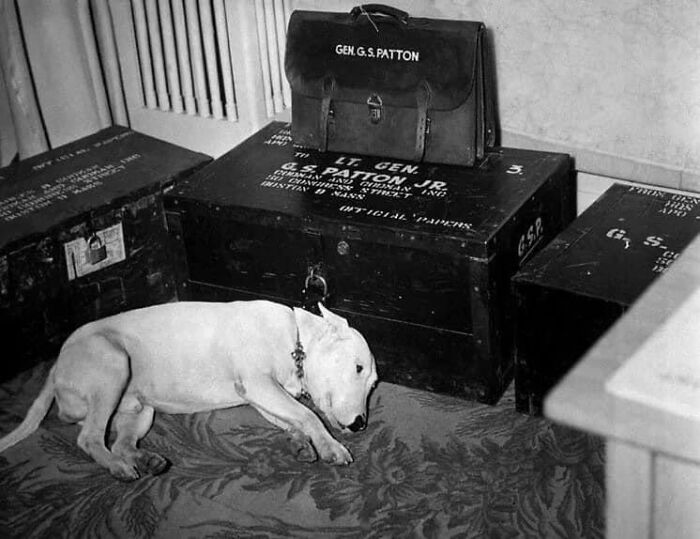 General George S. Patton’s Pet Dog On The Day Of His Owner’s Death, December 21st, 1945