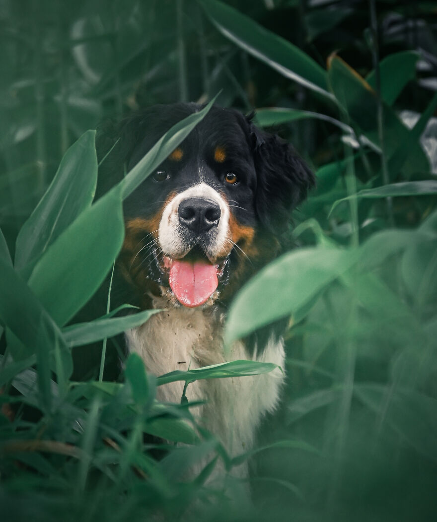 40 Photos Showing A 5-Year Difference Of Our Dog: Puppy To Adult