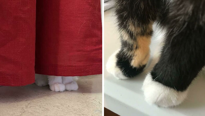 30 Adorables patitas de gatitos para ser admiradas por todo amante de los felinos