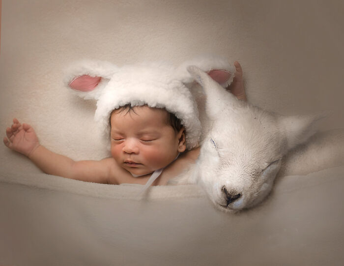 Sleepy Little Lambs