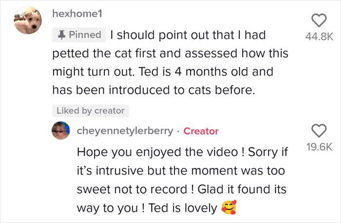 Video Of A Man Introducing His Dog To Neighborhood Cat Goes Viral With 7.7M Views Video Of A Man Introducing His Dog To Neighborhood Cat Goes Viral With 7.7M Views