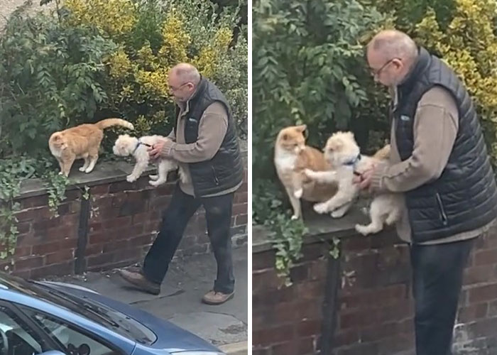 Video Of A Man Introducing His Dog To Neighborhood Cat Goes Viral With 7.7M Views