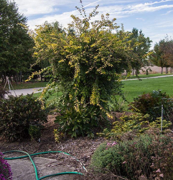"This Is Likely To Look Ridiculous": Petty Woman Complains About Neighbor&rsquo;s Bush, Demands They Rip It Out Or She Will Put A Fence Around Her Front Drive