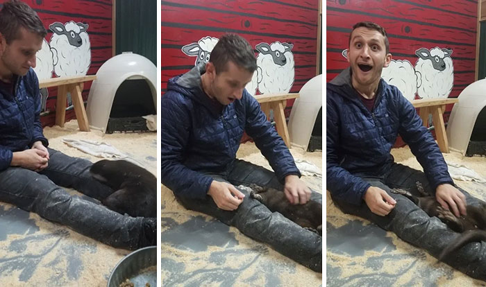 Man playing with adorable otters, showcasing their cuteness.