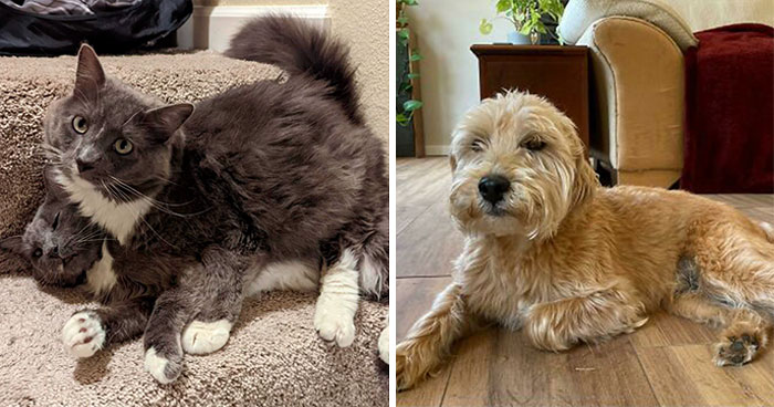 40 Fotos muy reconfortantes celebrando las mascotas rescatadas y sus héroes de este mes de Julio