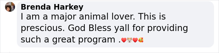 &ldquo;My Dog Isn't Lonely At Home&rdquo;: Adorable Doggy School Bus Picks Up Pups Every Day And Takes Them To Daycare