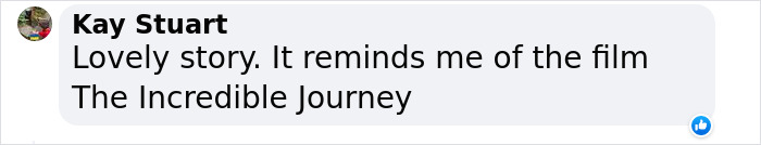 &ldquo;Oh My God, That&rsquo;s Him!": Family In Shock As Cat Lost During Move Shows Up At Their New House 2 Months Later