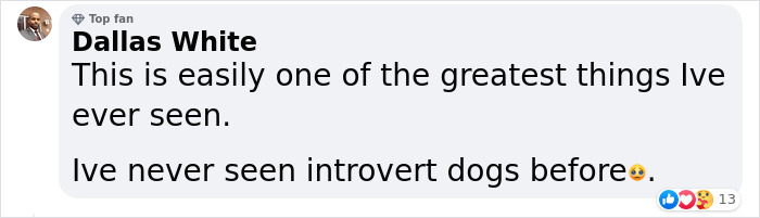 Video Of Introverted Dogs Meeting Up Has Melted Hearts All Over The Internet And Made People Say “Relatable!” Video Of Introverted Dogs Meeting Up Has Melted Hearts All Over The Internet And Made People Say “Relatable!”