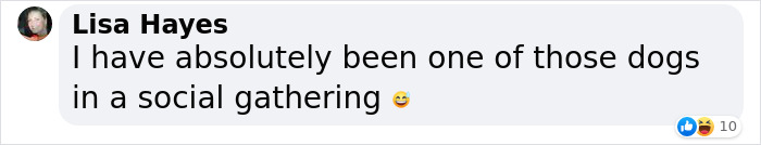 Video Of Introverted Dogs Meeting Up Has Melted Hearts All Over The Internet And Made People Say “Relatable!” Video Of Introverted Dogs Meeting Up Has Melted Hearts All Over The Internet And Made People Say “Relatable!”