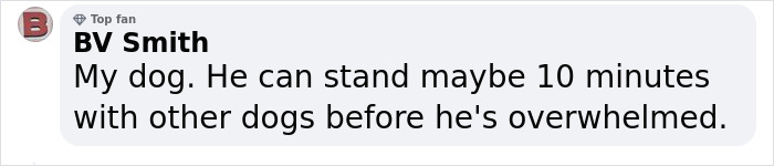 Video Of Introverted Dogs Meeting Up Has Melted Hearts All Over The Internet And Made People Say “Relatable!” Video Of Introverted Dogs Meeting Up Has Melted Hearts All Over The Internet And Made People Say “Relatable!”