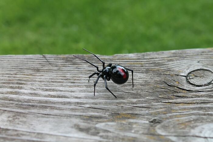 A Selection Of Glass Figures Of Black Widow Spiders By The Glass Symphony Family Workshop (9 Pics)
