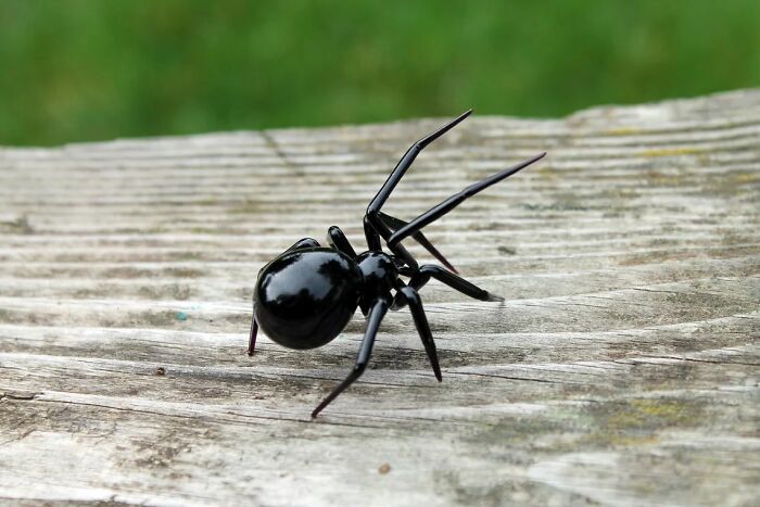 A Selection Of Glass Figures Of Black Widow Spiders By The Glass Symphony Family Workshop (9 Pics)