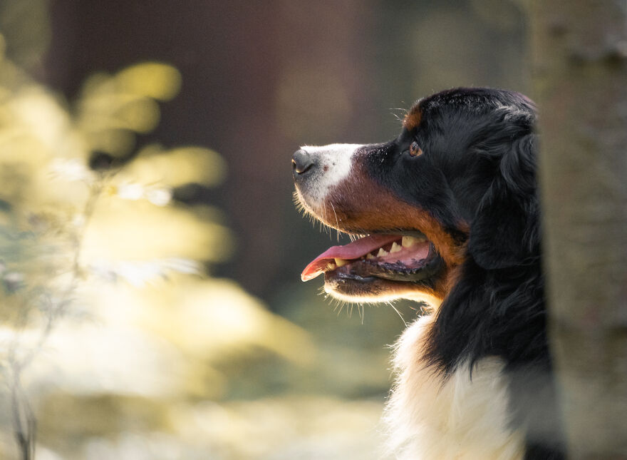 40 Photos Showing A 5-Year Difference Of Our Dog: Puppy To Adult