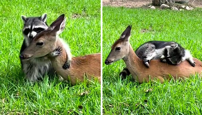 Raccoon Is Completely Obsessed With Fawn Who Lost Mom, Gives Her Hugs Every Day
