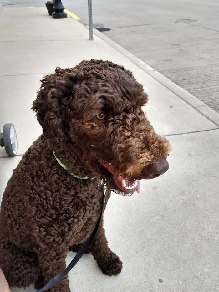 Remy Prides Himself In Letting People Pet Him. He Knows It Will Make Them Feel Better