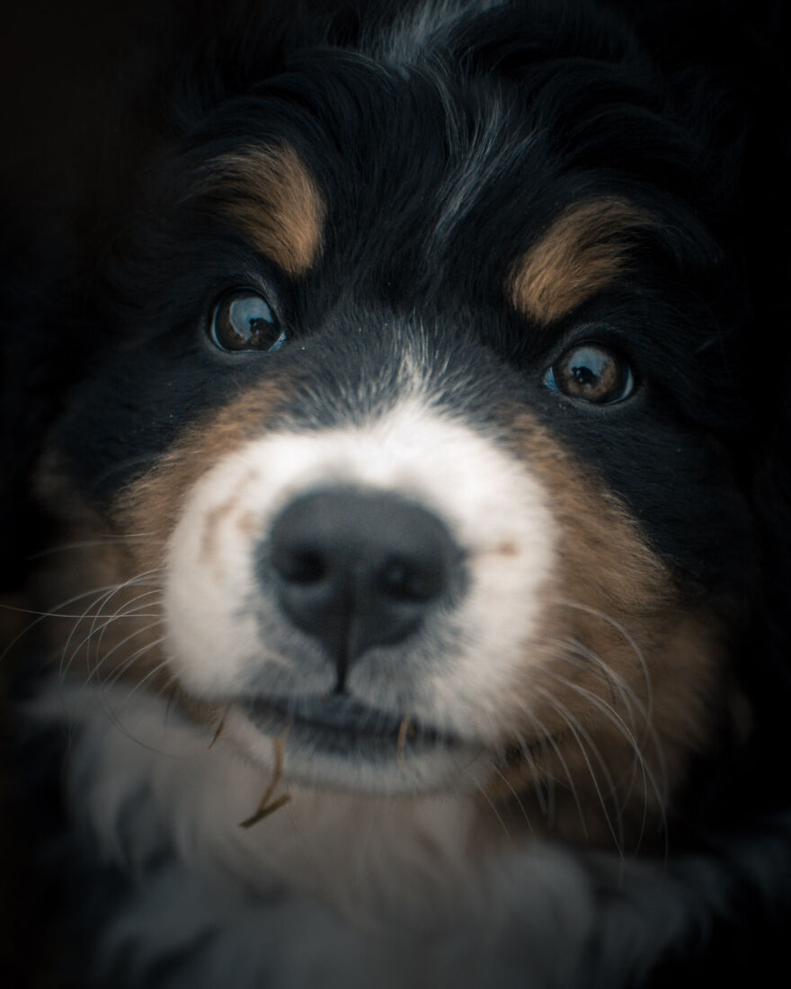 40 Photos Showing A 5-Year Difference Of Our Dog: Puppy To Adult