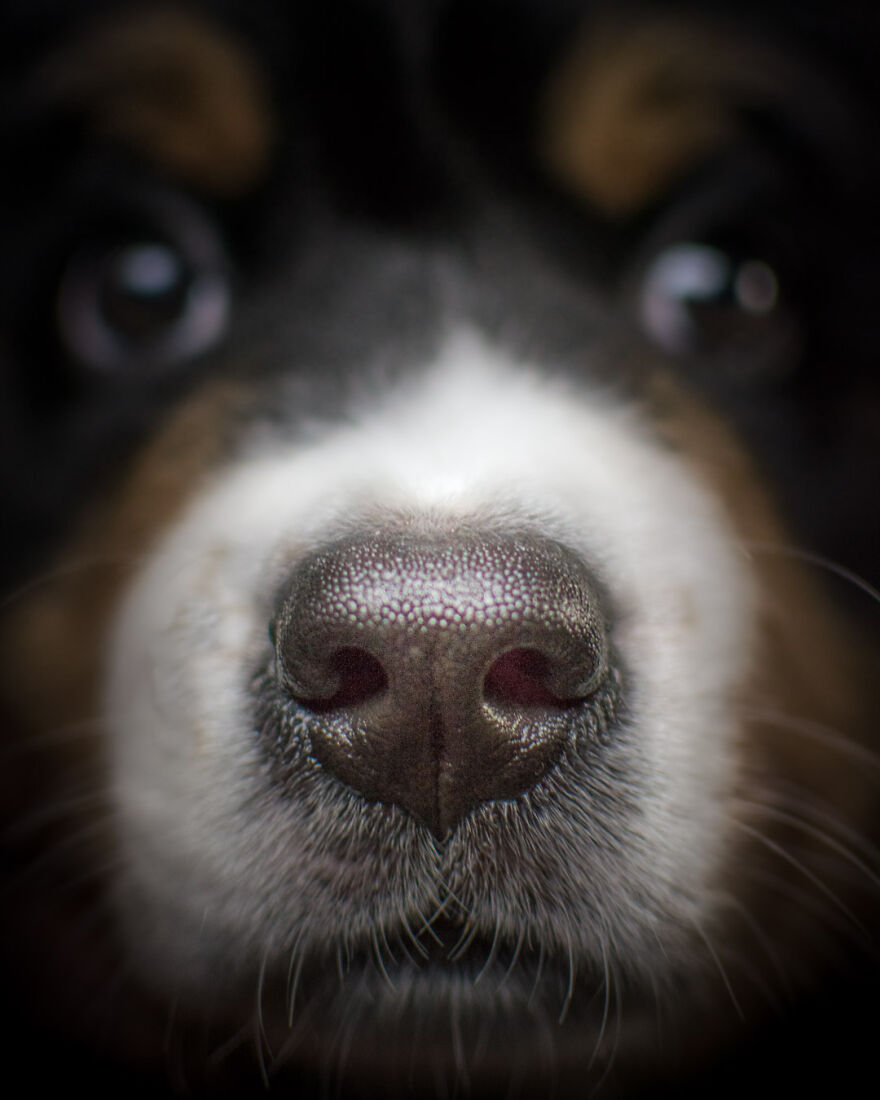 40 Photos Showing A 5-Year Difference Of Our Dog: Puppy To Adult