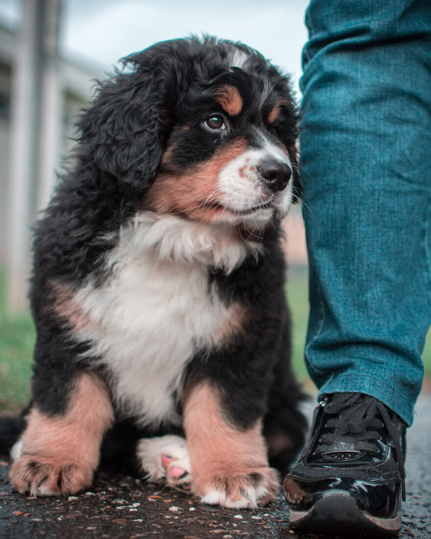 40 Photos Showing A 5-Year Difference Of Our Dog: Puppy To Adult
