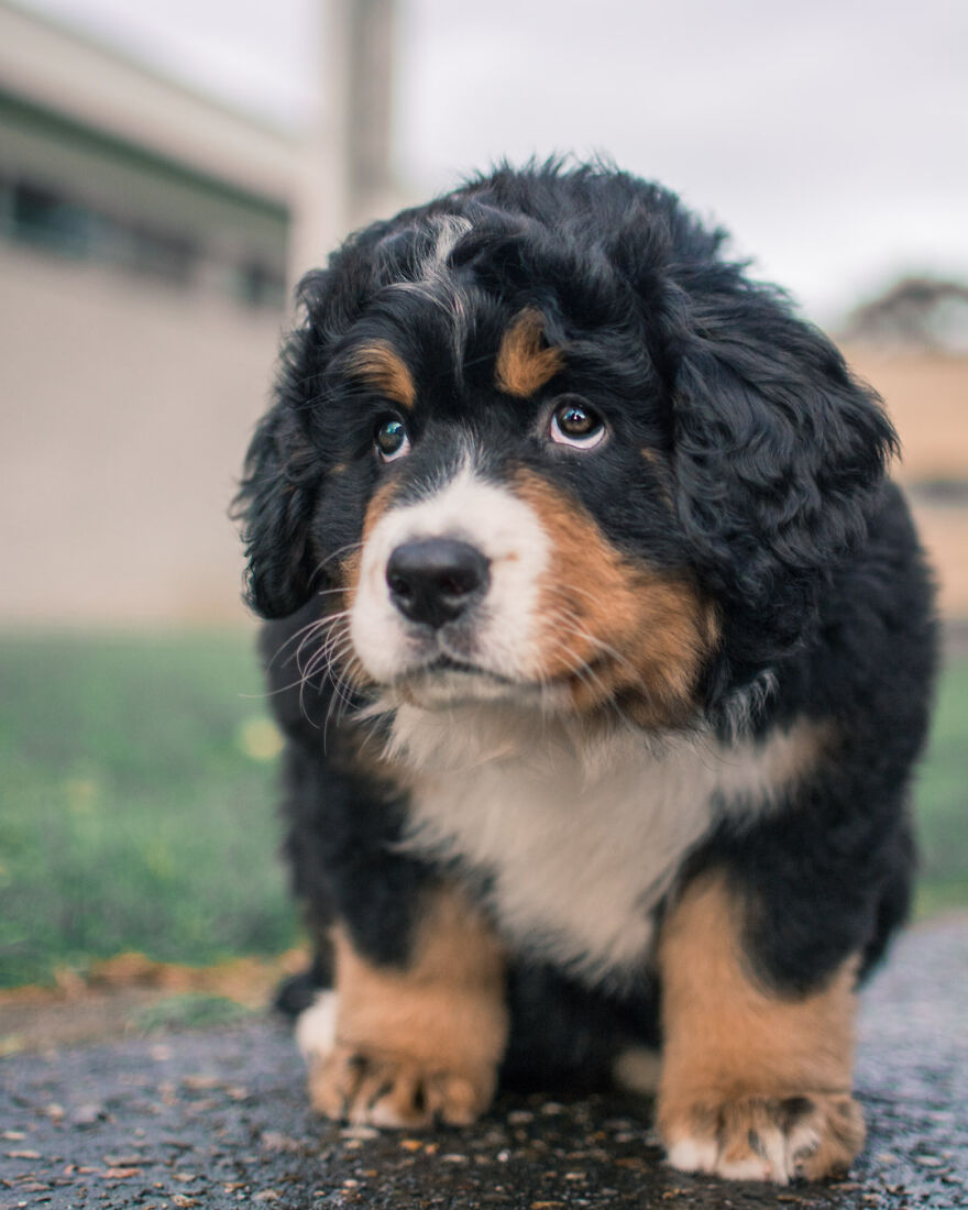 40 Photos Showing A 5-Year Difference Of Our Dog: Puppy To Adult