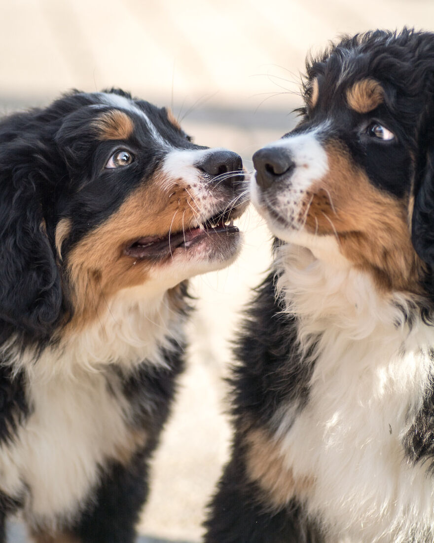 40 Photos Showing A 5-Year Difference Of Our Dog: Puppy To Adult