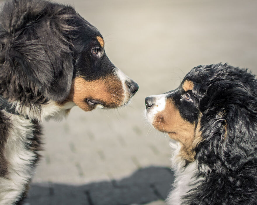 40 Photos Showing A 5-Year Difference Of Our Dog: Puppy To Adult