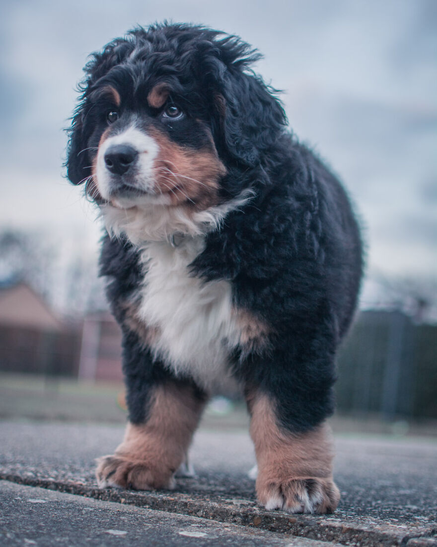 40 Photos Showing A 5-Year Difference Of Our Dog: Puppy To Adult