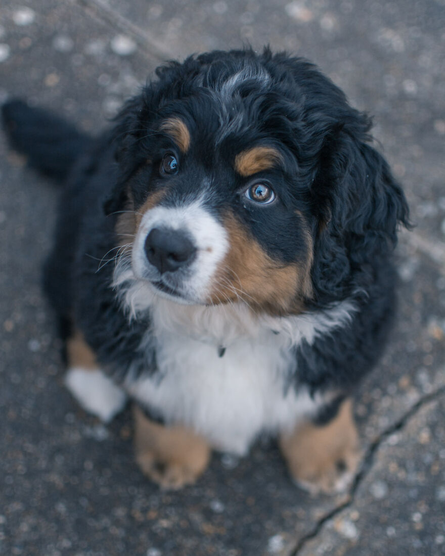 40 Photos Showing A 5-Year Difference Of Our Dog: Puppy To Adult