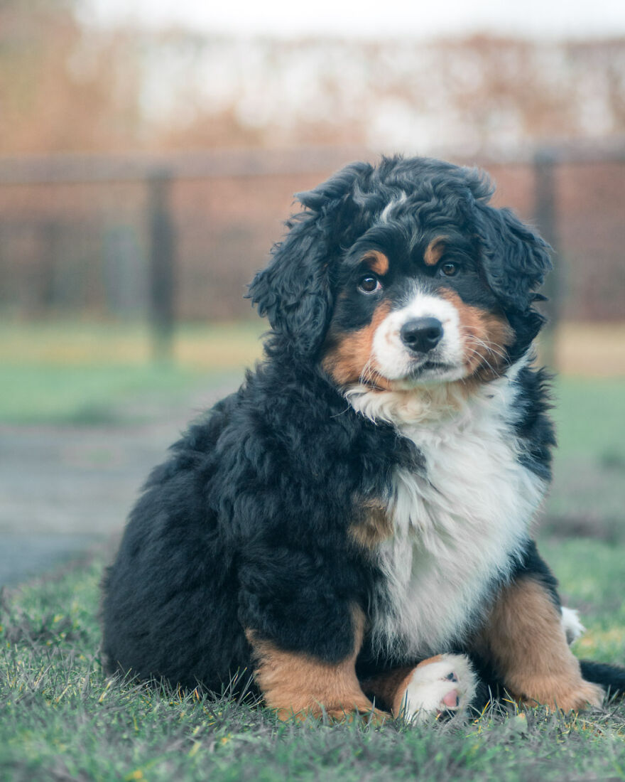 40 Photos Showing A 5-Year Difference Of Our Dog: Puppy To Adult