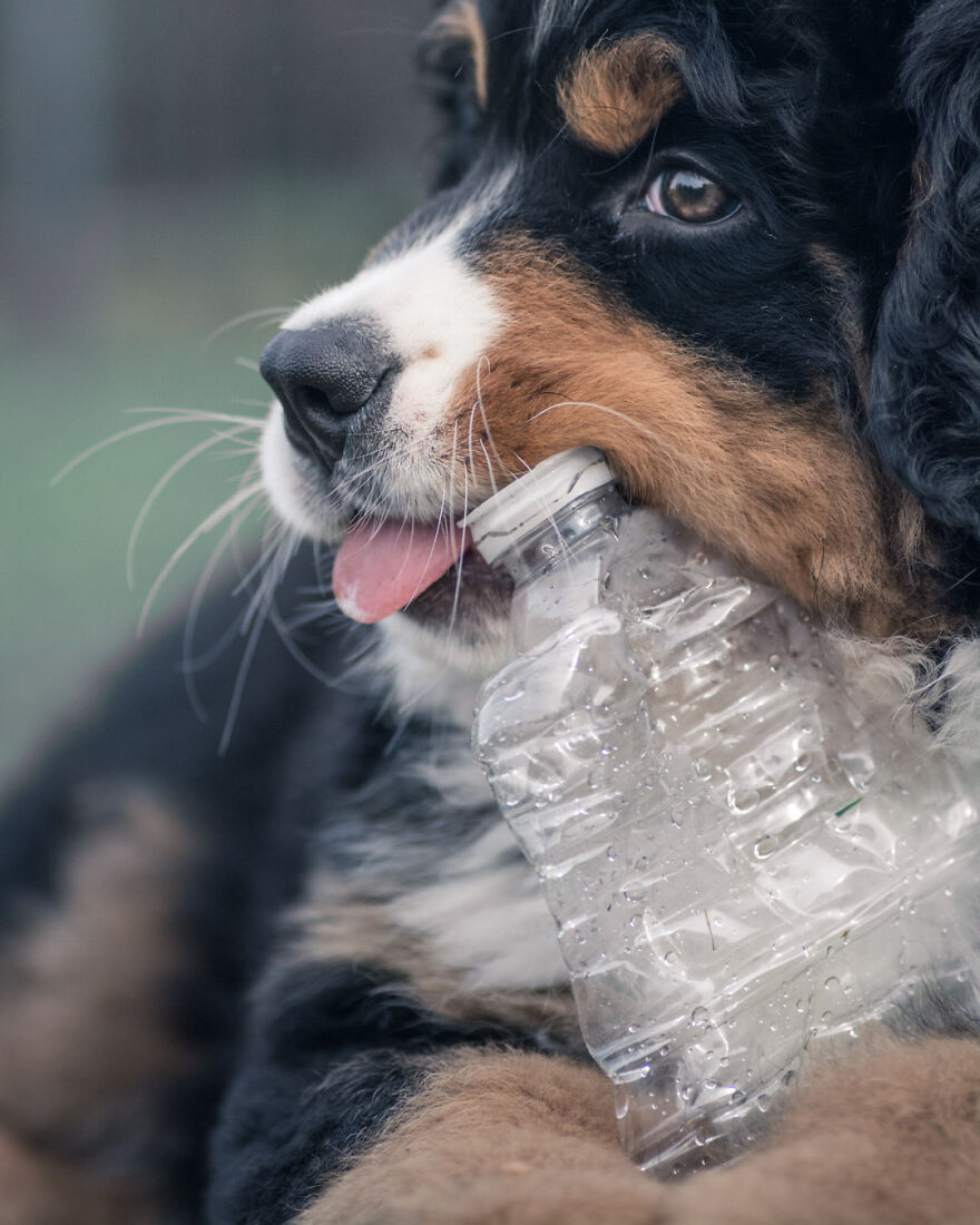 40 Photos Showing A 5-Year Difference Of Our Dog: Puppy To Adult