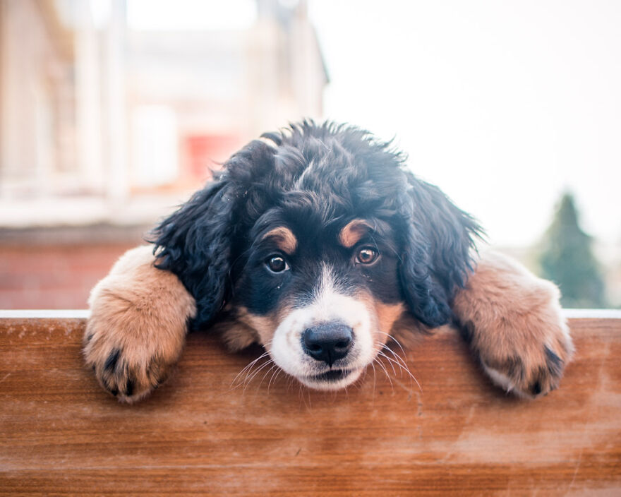 40 Photos Showing A 5-Year Difference Of Our Dog: Puppy To Adult