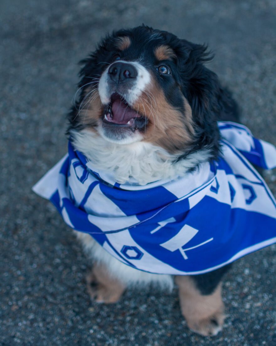 40 Photos Showing A 5-Year Difference Of Our Dog: Puppy To Adult