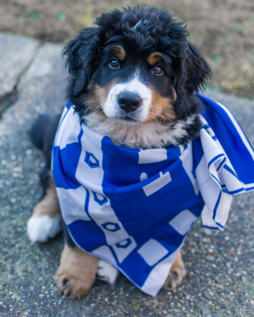 40 Photos Showing A 5-Year Difference Of Our Dog: Puppy To Adult