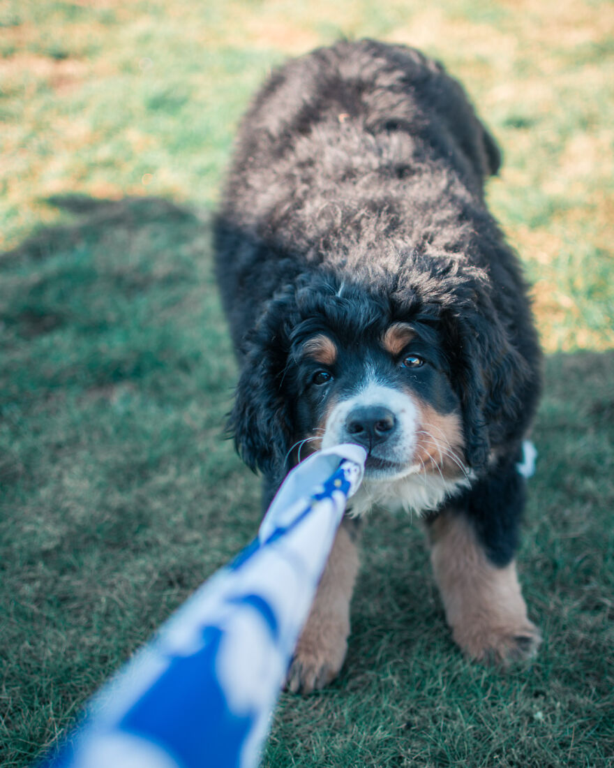 40 Photos Showing A 5-Year Difference Of Our Dog: Puppy To Adult
