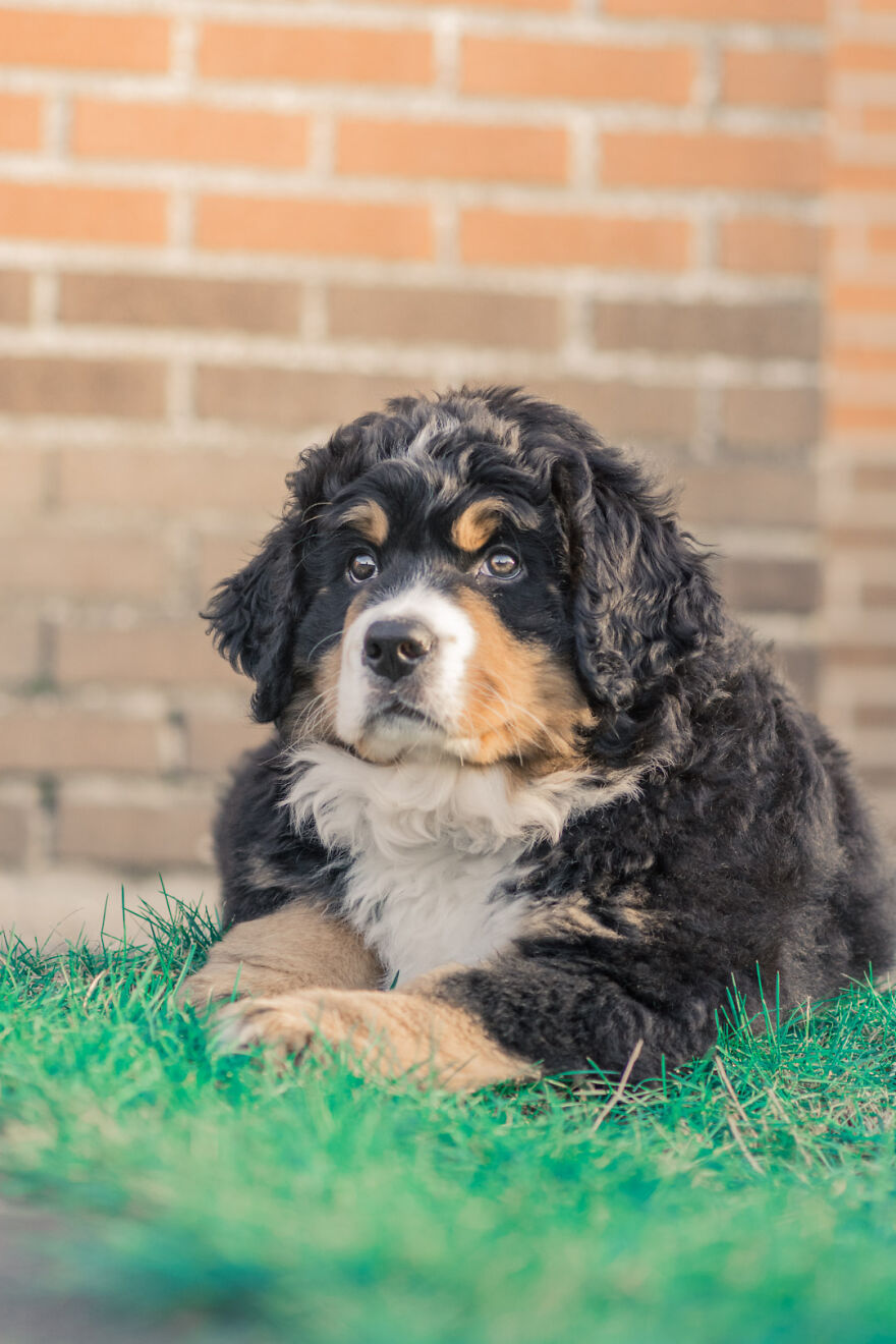 40 Photos Showing A 5-Year Difference Of Our Dog: Puppy To Adult