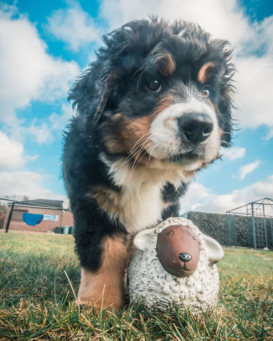 40 Photos Showing A 5-Year Difference Of Our Dog: Puppy To Adult