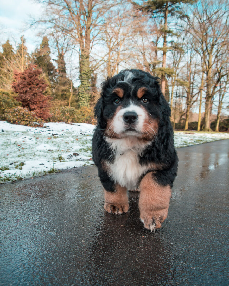 40 Photos Showing A 5-Year Difference Of Our Dog: Puppy To Adult