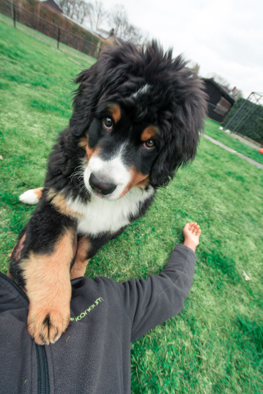 40 Photos Showing A 5-Year Difference Of Our Dog: Puppy To Adult