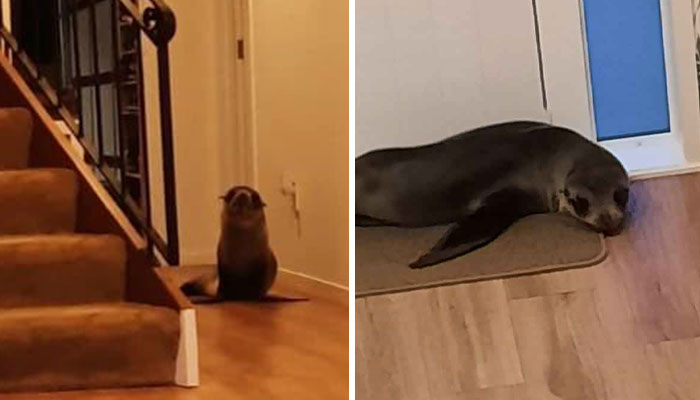 Cheeky Seal Breaks Into Family Home, Terrorizes Cat And Chills On Couch, And The Internet Is In Stitches