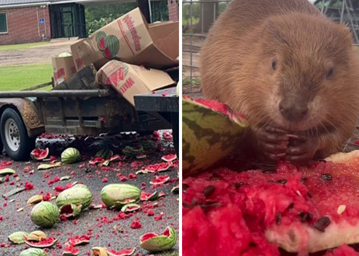 Animals At Wildlife Rescue Rejoice As Dozens Of Squashed Watermelons Are Donated After Accident