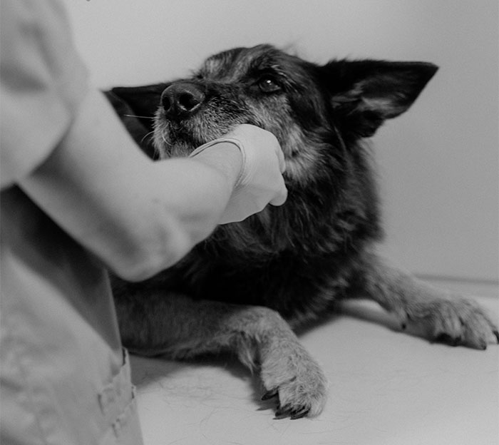 Boss Asks Employee To Change The Date Of Putting Down Her Dog So She Can Work, She Hands In Two Weeks' Notice Instead